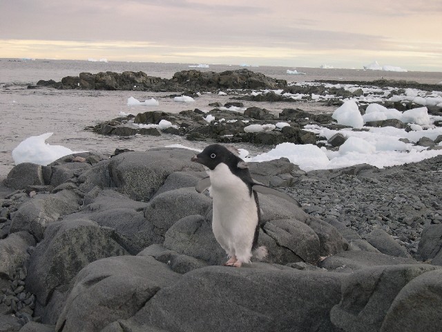 An Adelie penguin moulting its feathers
