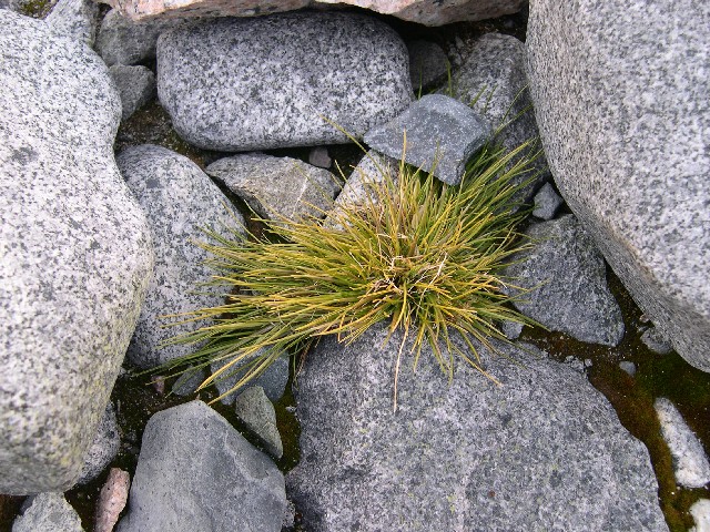Grass - Deschampsia antarctica