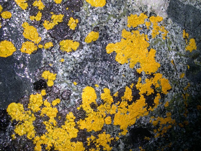 Orange and black lichens