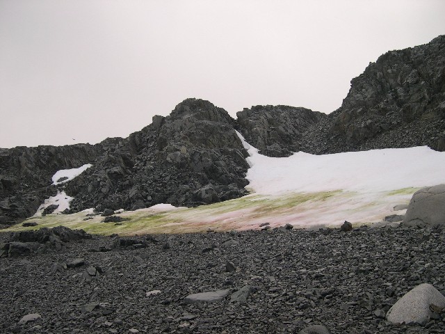 A snow bank discoloured by green and pink snow algae