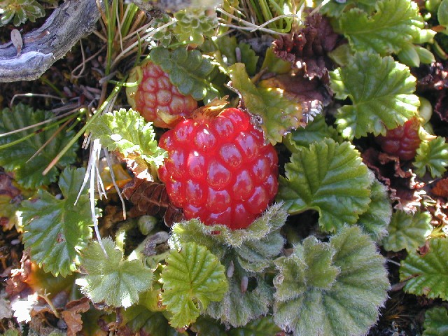 A Falklands strawberry