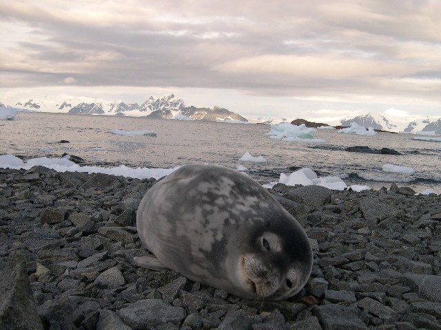 A Weddell seal hauled out and
asleep on the beach