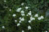 Achilliea millefolium