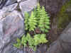Crytopteris fragilis - Brittle bladder fern