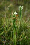Pale yellow orchid - Gavilea australis